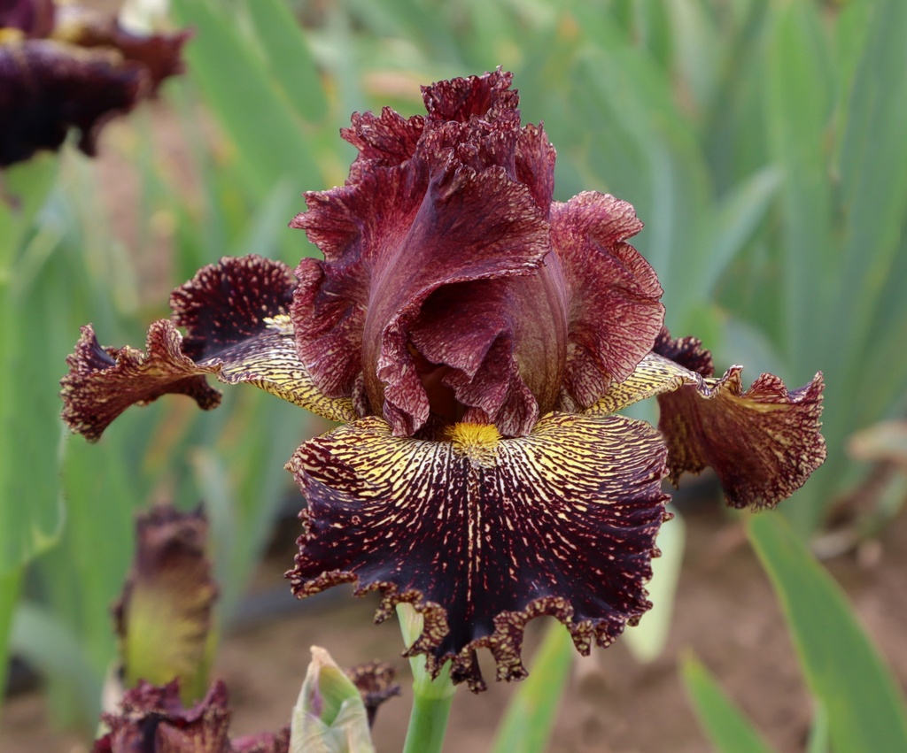 Practical Joke MidAmerica Garden